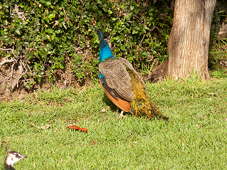 Hollywood forever peacock