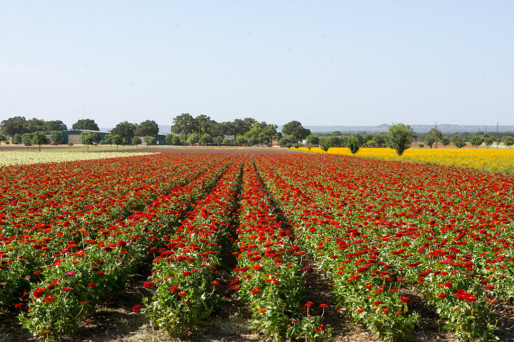 Cherry Queen Zinnias
