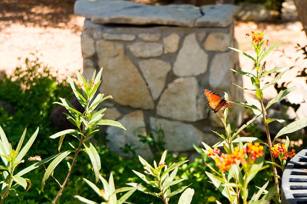 Back to Wildseed Farms