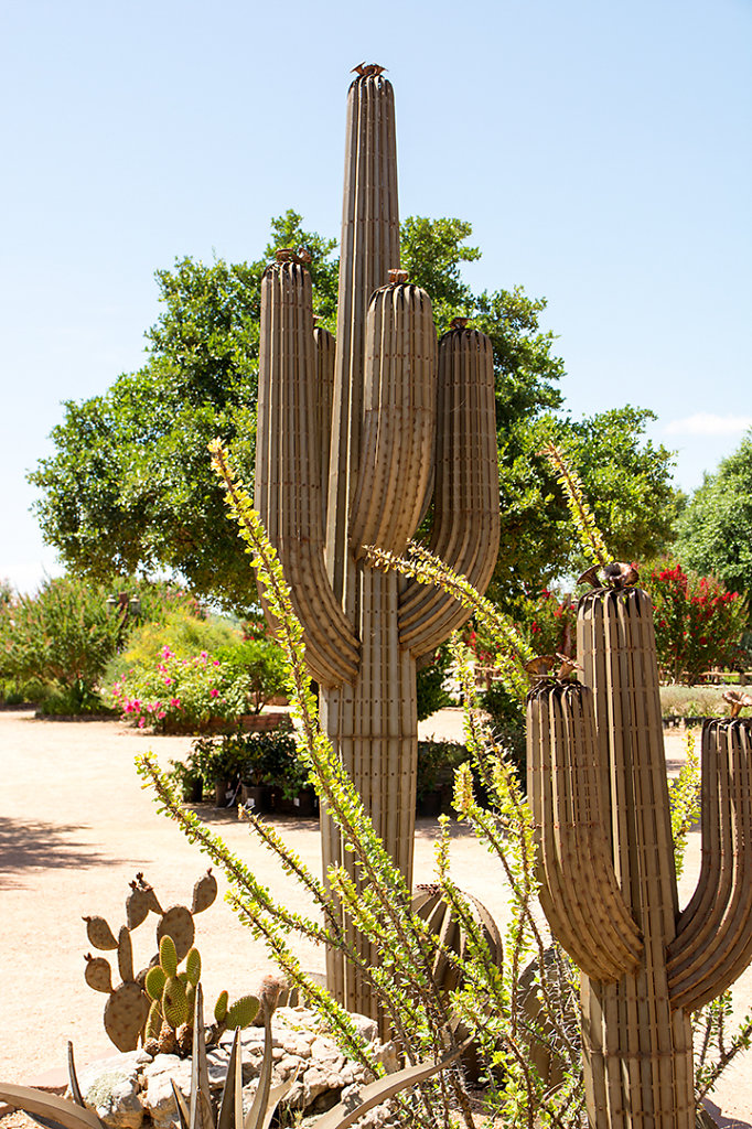 Saguaro Cacti