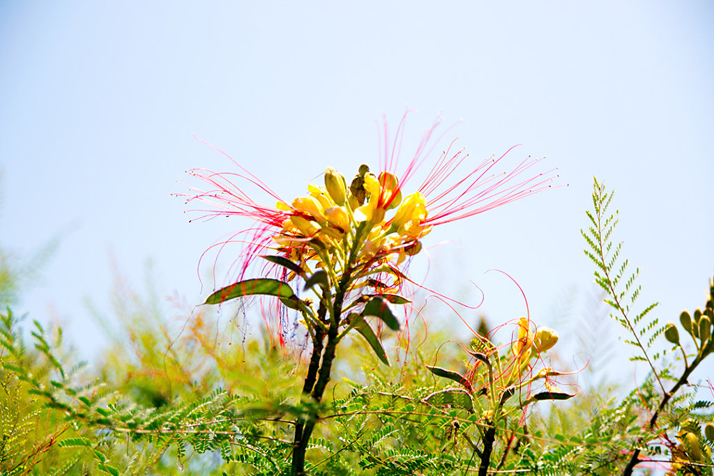 Bird of Paradise bush