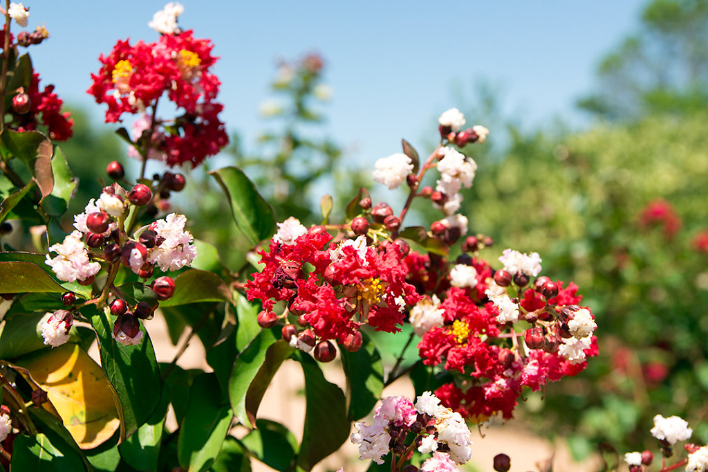 Firecracker crepe myrtle