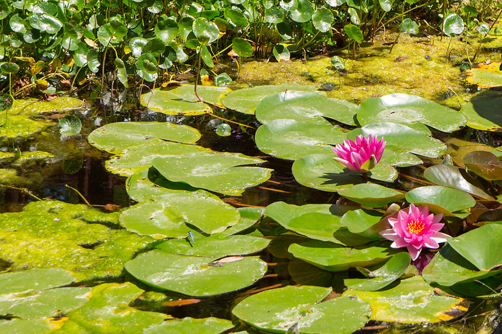 Water lilies