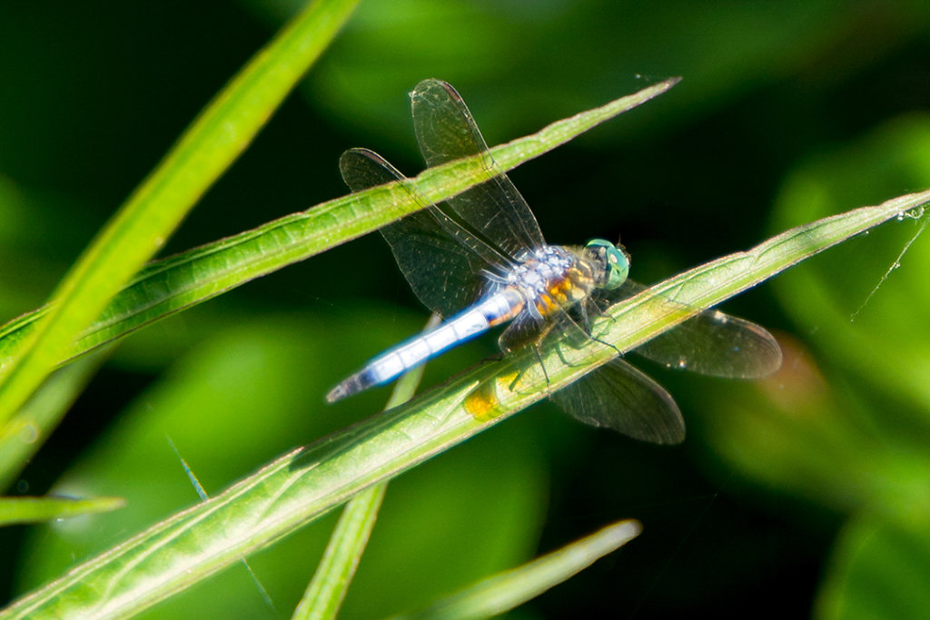 Another dragonfly