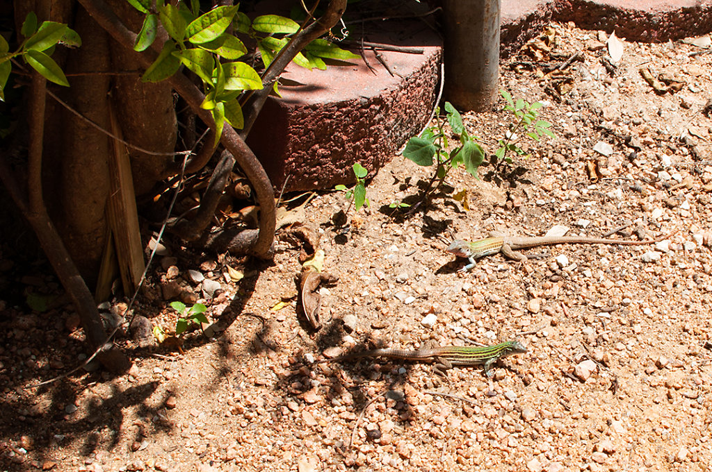 Texas Spotted Whiptails