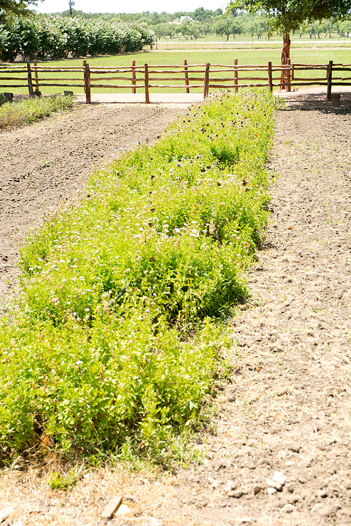 Hundreds of butterflies