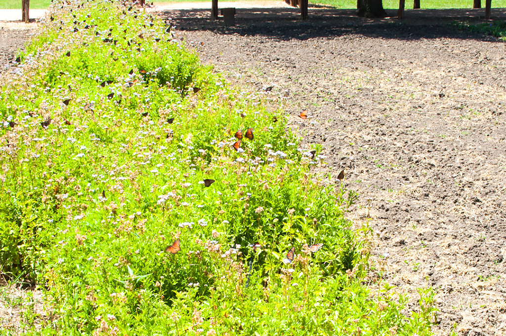 Close-up butterflies
