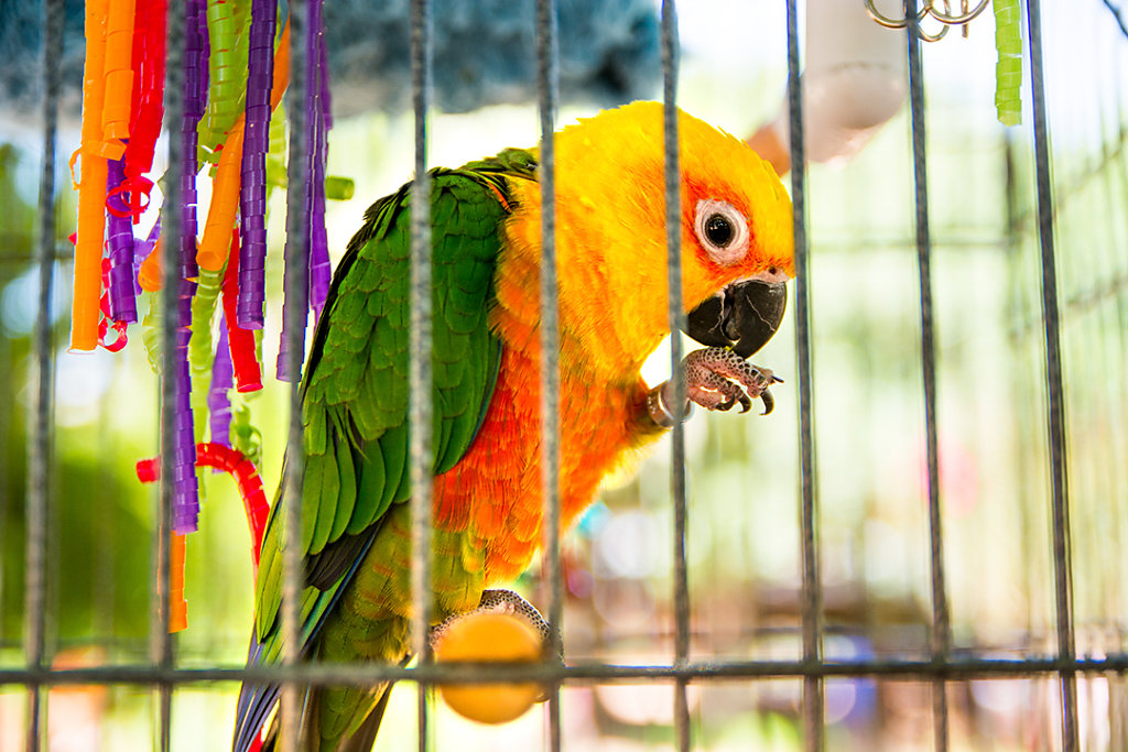 Jendaya parakeet