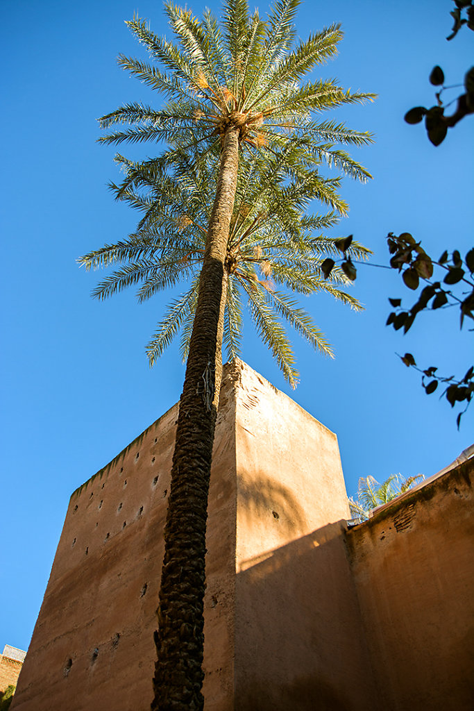 Nice palm tree