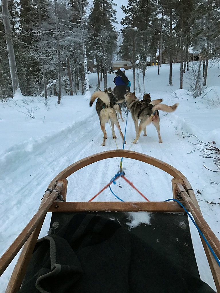 Dog sledding!