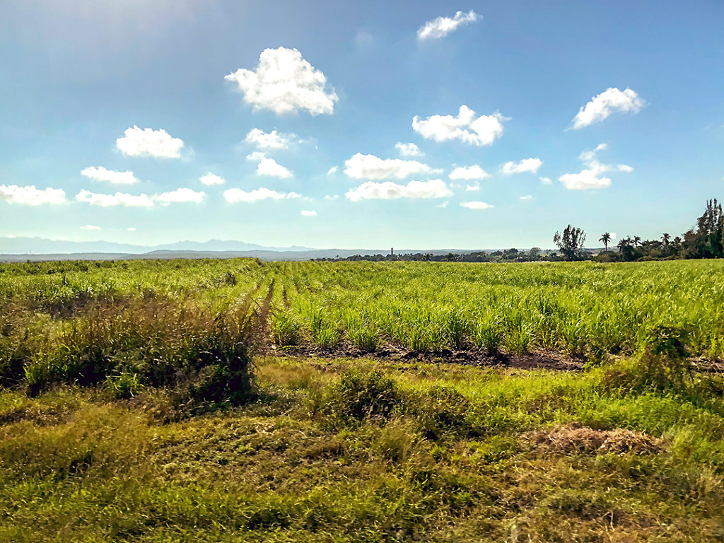 Sugar cane fields