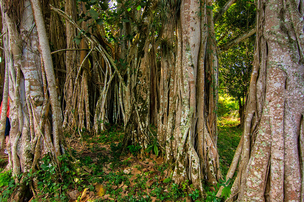 Really big! The Banyan tree was very big! It had all kind of noo
