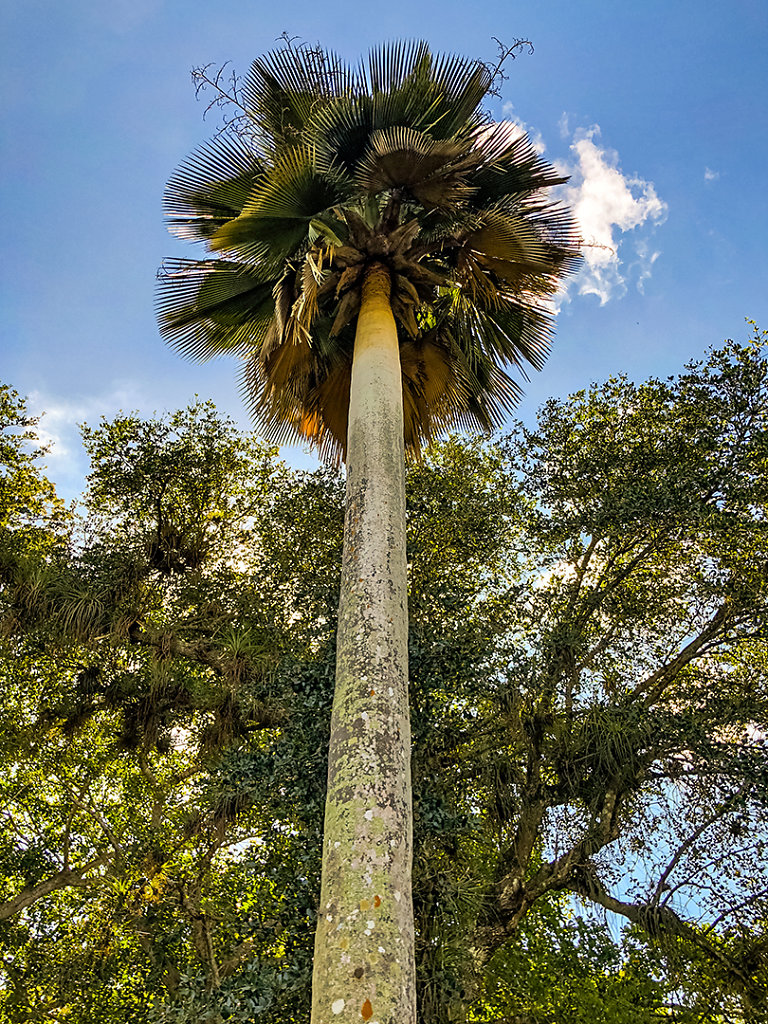 Copernicia Fallaensis