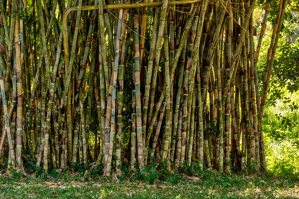 Bamboo