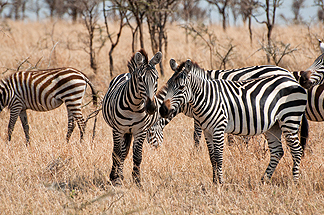 Tanzania Zebras Safari