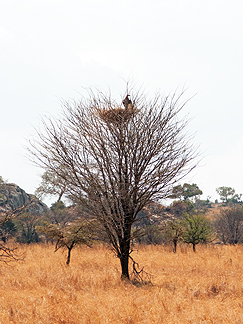 Tanzania Safari Vultures