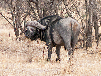 Tanzania Safari buffalo
