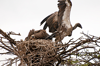Tanzania Safari Vulture