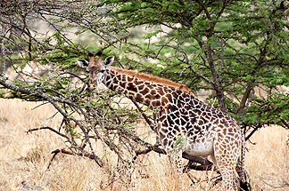 Tanzania Safari GIraffe