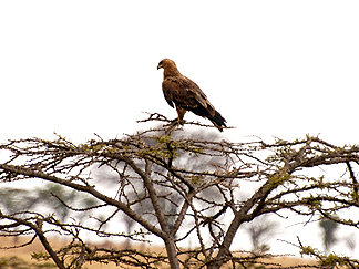Tanzania Safari Hawk