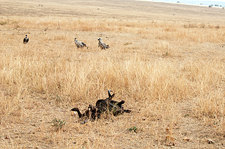Tanzania Safari Vultures