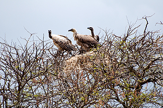 Tanzania Vultures