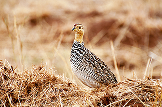 Tanzania Coqui Francolin