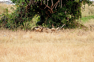 Tanzania Safari lions