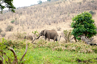 Safari Tanzania Elephants