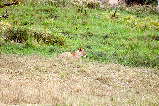 Safari Lioness