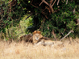 Tanzania Safari Lions