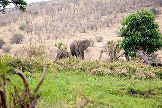 Tanzania Elephants