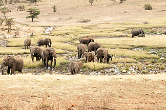 Elephants Tanzantia Africa Safari
