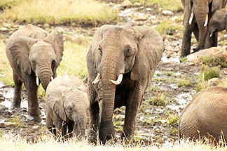 African Elephants Safari Tanzania