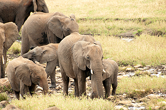 Safari African Elephants Tanzania