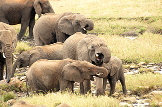 Tanzania Elephants Safari