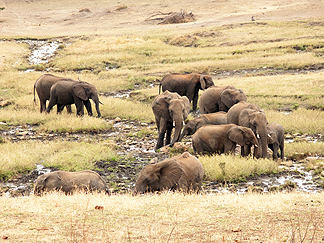 Elephant Africa Tanzania