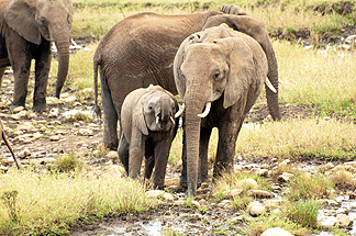Baby Elephant African Tanzania