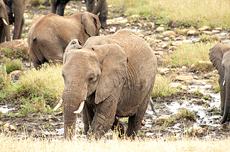 African Elephant Tanzania