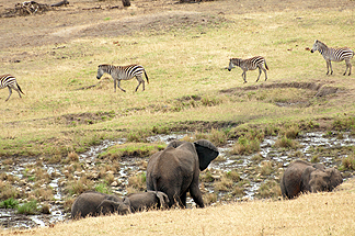 Tanzania Elephants Zebras Safari