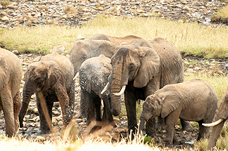 Tanzania Elephant Safari