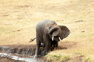 Elephant spray water Africa