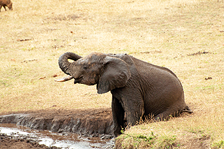 Elephant bath spray water Africa