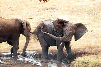Elepahnt spray water bath Africa Tanzania