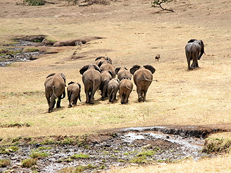 Elephants Africa Tanzania Safari Water hole