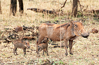 Warthog Africa Tanzania