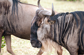 Tanzania Afria Gnu Wildebeast