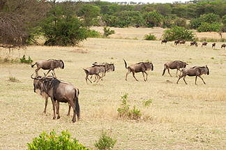 wildebeast gnu tanzania