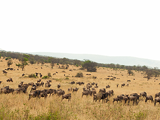 Wildebeast tanzania serengetti