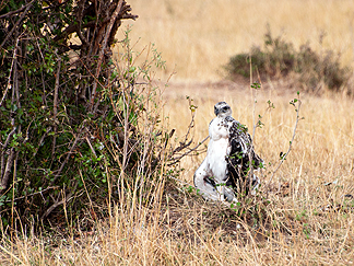 Martial Eagle juvenile